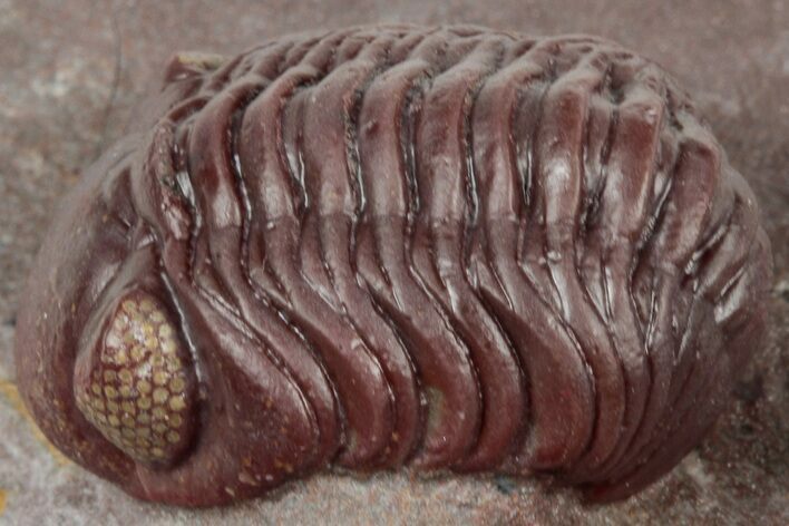 Curled Red Austerops Trilobite - Hmar Laghdad, Morocco #320893